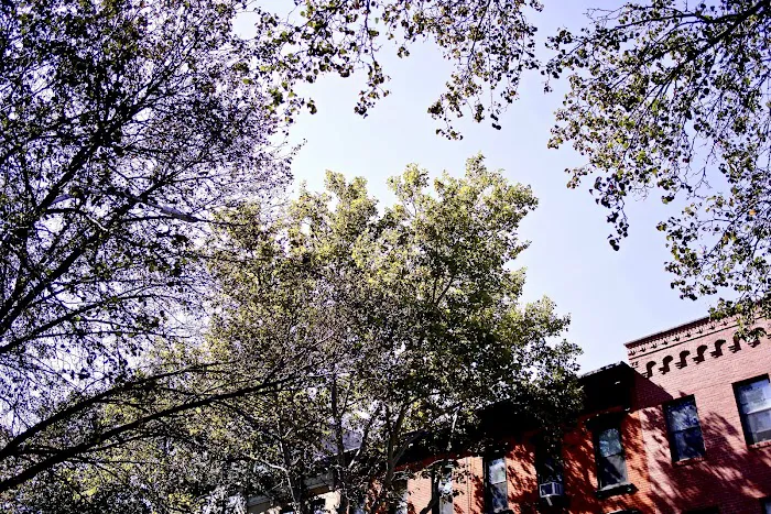 Cobble Hill Ballet Picture 6