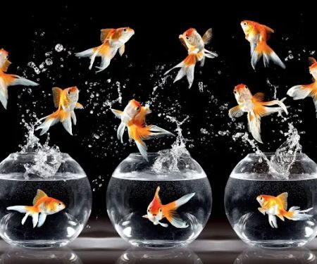 FreeForm Dance Dance