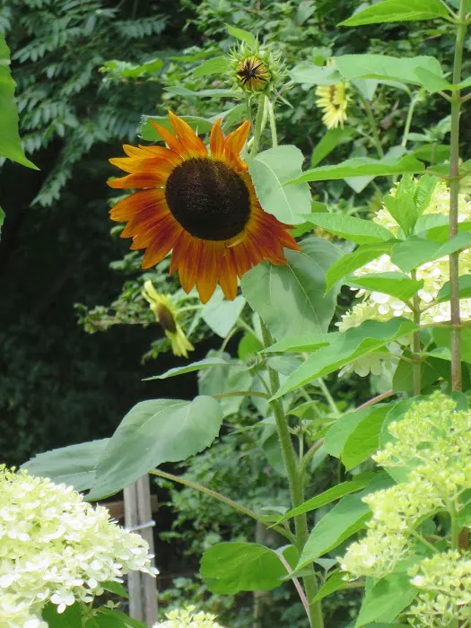 Sunnyfield Studio Picture 9