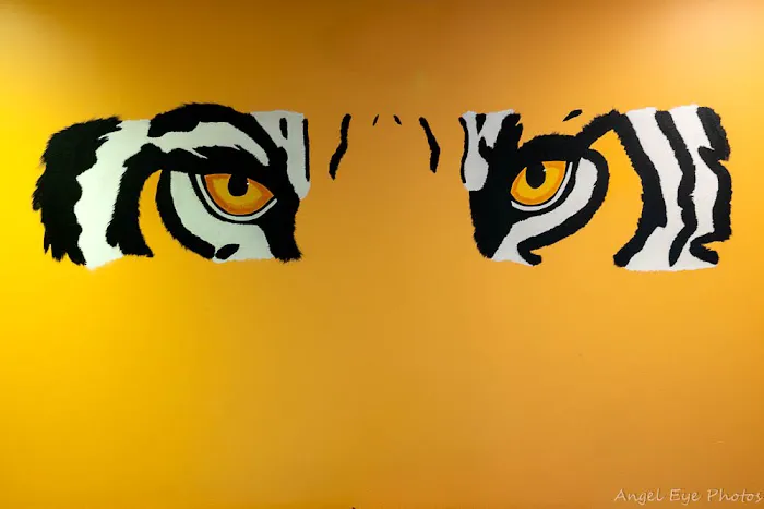 Safari Dance Studio Picture 2
