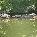 Agni Bollywood Dance Austin