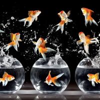 FreeForm Dance Dance ico