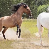 Wind Dance Equestrian Center ico