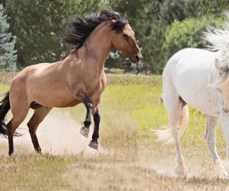 Wind Dance Equestrian Center