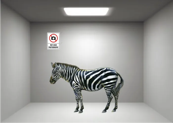 The Zebra Room Picture 6